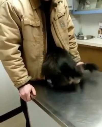 Nervous kitty finding a comforting place while at the vet