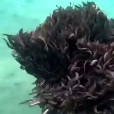 ? A school of poisonous barbels, known by the common nickname "Nasrallah fish" was observed in the Gulf of Eilat (Israel) in a spectacular behavior of the fish gathering into a dense ball.