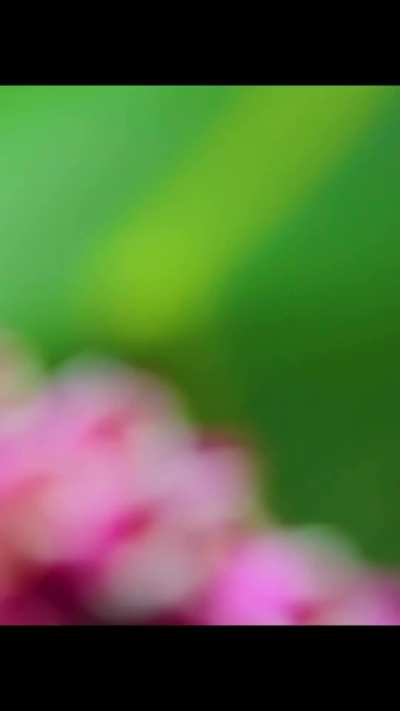 ? The life of a Racket-tail Hummingbird