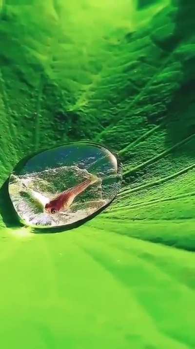 ? A fish in a drop of water on a lotus leaf
