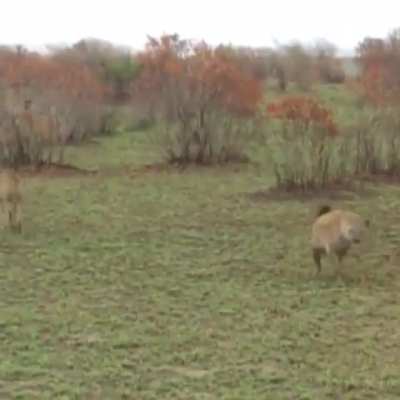 ? Impala plays dead to escape hyena and cheetah.