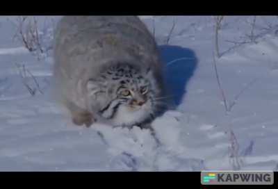 ? The Capture and Research of the Pallas Cat.