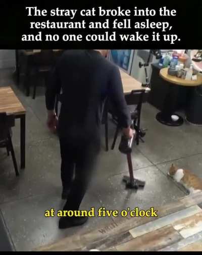 this cat sleeps in the restaurant every day
