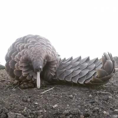 ? This pangolin is showing how to get the ants from way deep in the mound. ?