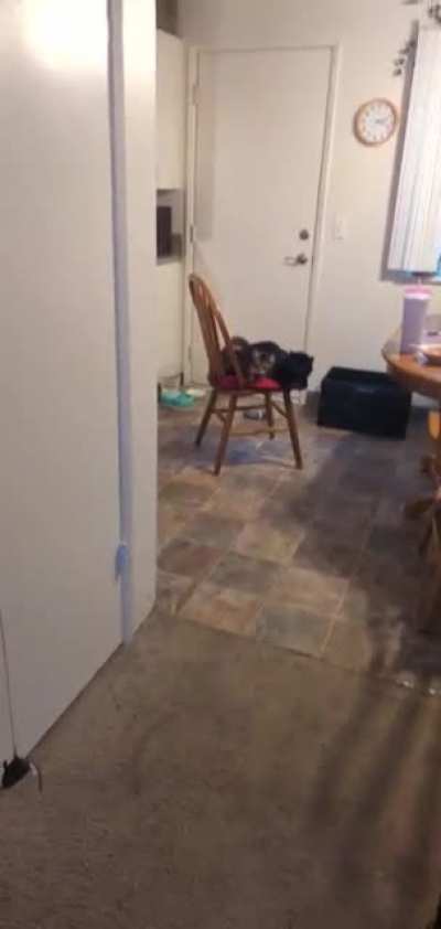 My indoor cats recently met my brothers dog....