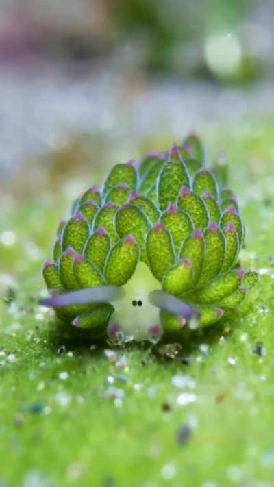 Costasiella kuroshimae aka Leaf Sheep looks so adorable