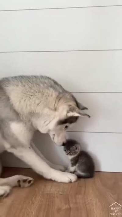 Look how gentle he's trying to be?