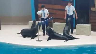 Never even imagined seals could have ball control like that
