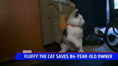 fluffy saves owner's life ?