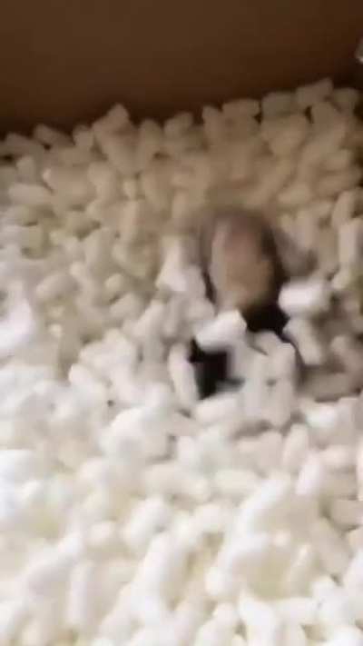 Packing peanut fun