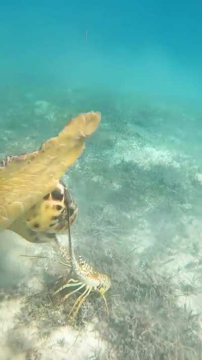 ? Feisty lobster makes life difficult for hungry turtle