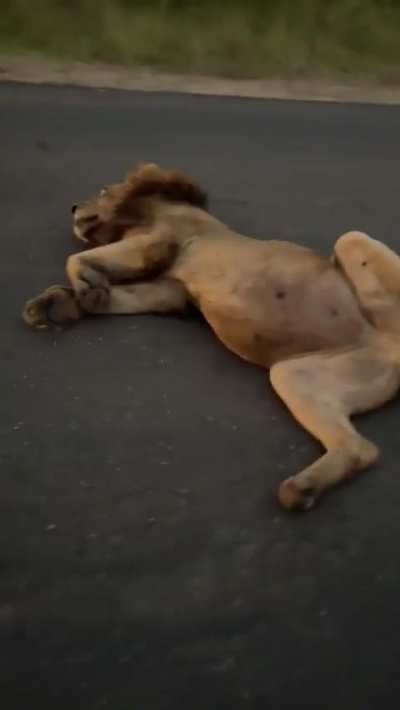 ? Lion has a food coma after gorging on a large meal for days ? - South Africa