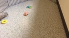 Rescue Armadillo playing with his toy
