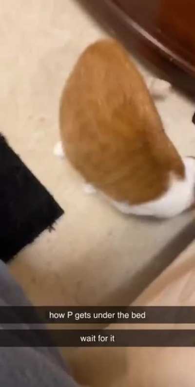 How my girlfriends cat goes under the bed ?