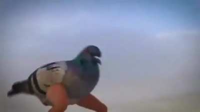 Pigeon with sick moves !