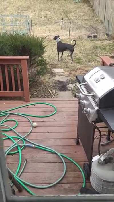 When I'm home my dog has to go outside every hour to do this then he turns around and comes right back in