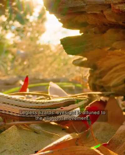 ? The unusual defense mechanism of the Golden-tailed Gecko