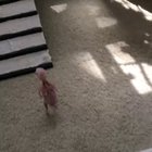 This little guy.