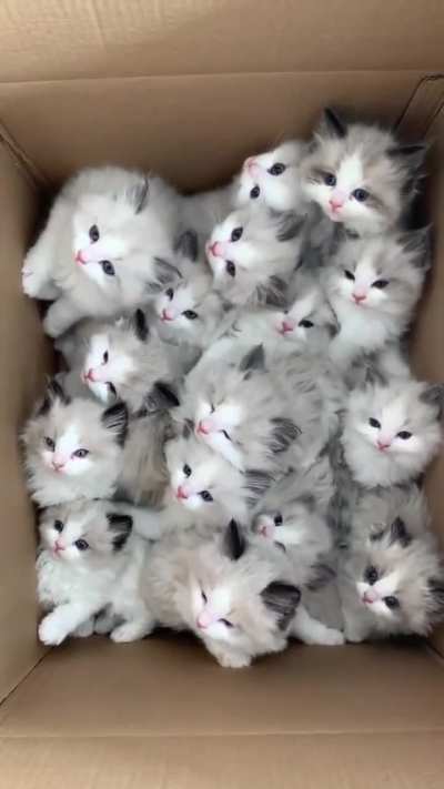 Cats