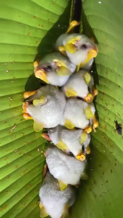 ?The Honduran white Bat (Ectophylla alba)