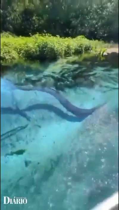 Sucuri in Bonito - Brazil