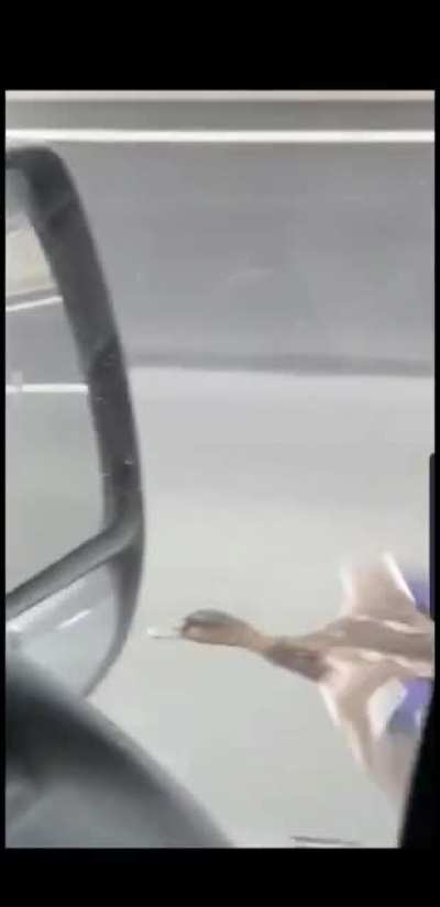 60mph bird