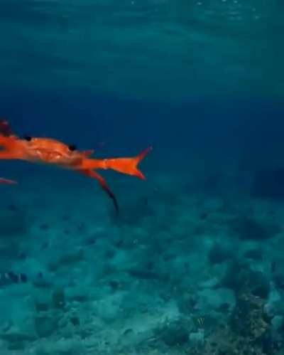 ? Just a crab swimming