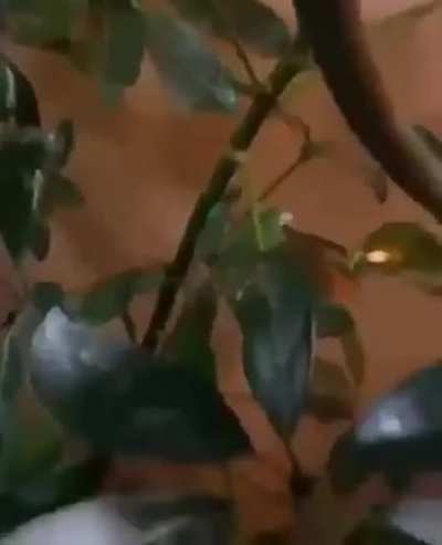 ? birth of a chameleon