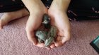 My hamsters had babies! They're about a month old now and starting to run on their own ?