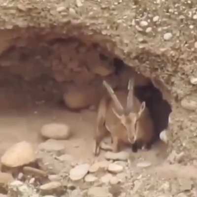 ? a wild goat relaxing at home ?