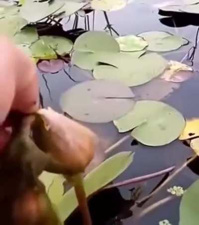 removing algae from a Water Lily to help it bloom