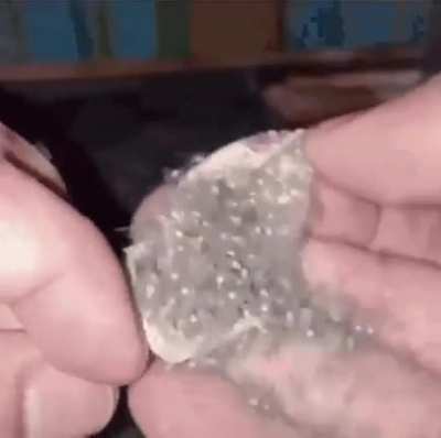 Spider unboxing.
