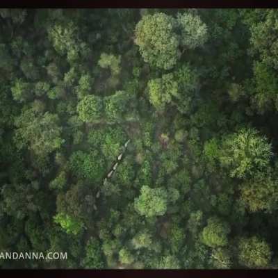 Elephants moving through a forest