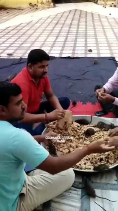 Feeding time in the Karni Mata  temple aka the "rat temple." Rajasthan, India.