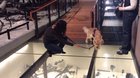 Service doggo walks on glass floor for the first time