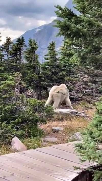 ? Strong looking mountain goat