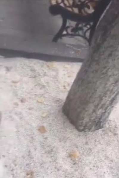 Man Finally Finds His Dog After 3 Years! ?