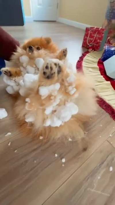 "no regrets!" -the dog, probably ?