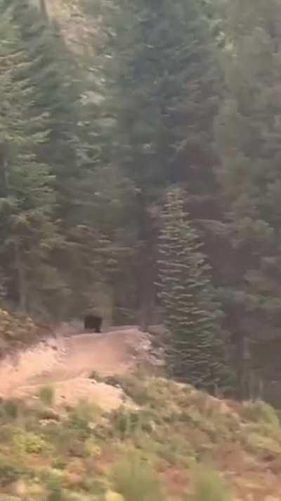 ? Black bear chasing a mountain biker downhill.