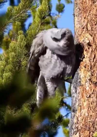? The Great Gray Owl shaking it off