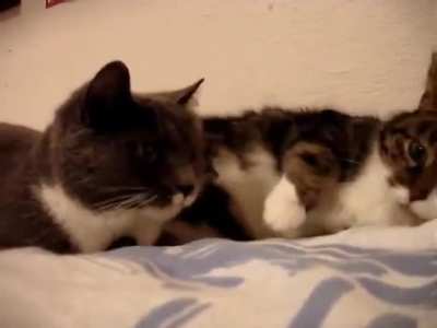 Trilling is noise made by cats as a greeting to people or other cats. It is associated with a positive, welcoming vibe like these two beauties.