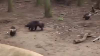 Wolverine cubs playing around ?
