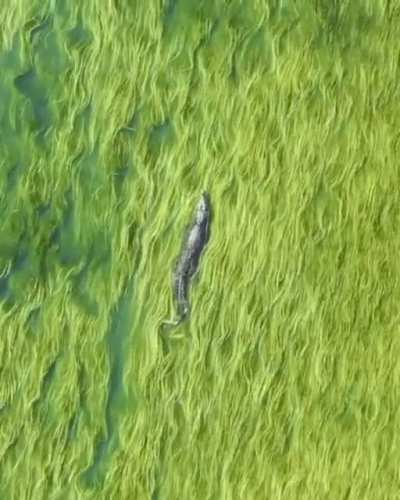 ? Crocodile swimming in sea of grass.