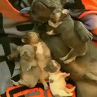 Just when you think you’ve seen the cutest thing in the world, something like this comes along ???