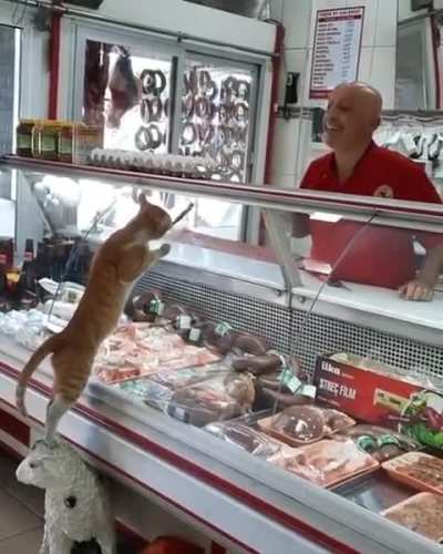 Please sir. Can I have some more? (Istanbul City of Cats)