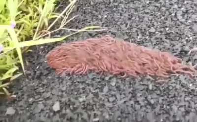?a rolling swarm of millipedes - a behavior that provides protection and speed, as a rolling swarm moves quicker than any one millipede
