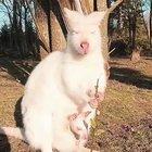 ? White wallaby ?