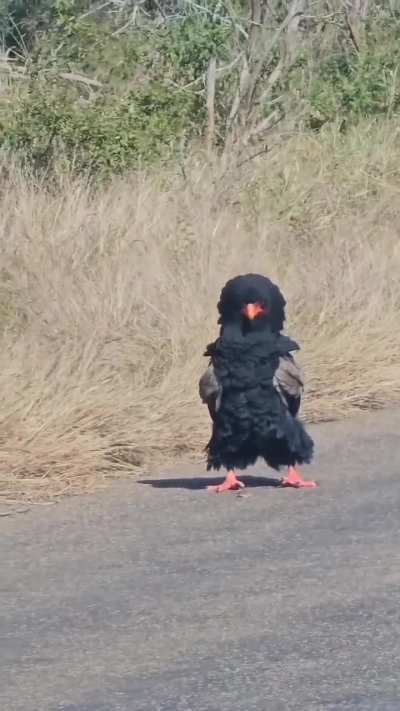 ? A puffed up Bateleur Eagle, very fancy - South Africa