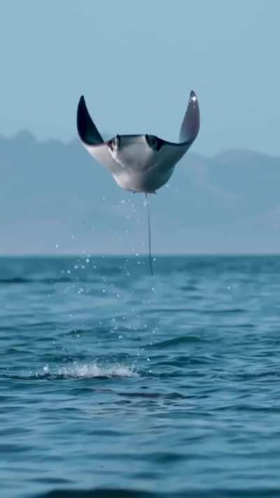 ? Manta Ray breaching ?