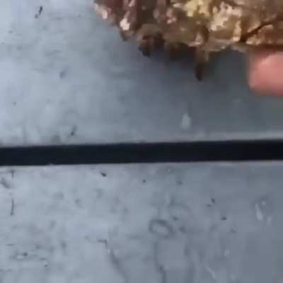 A box crab ?